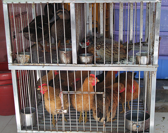 Poultry in their crates