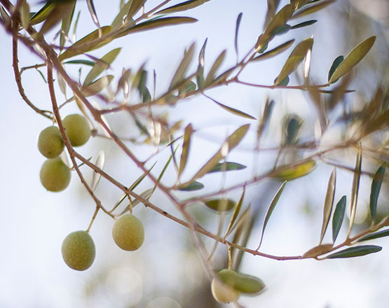 Olivo con aceitunas en el Aljarafe