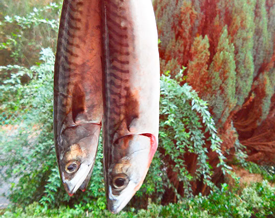 pescado de bajura